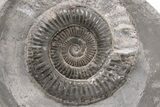 Ammonite (Dactylioceras) Fossil - England #199438-1